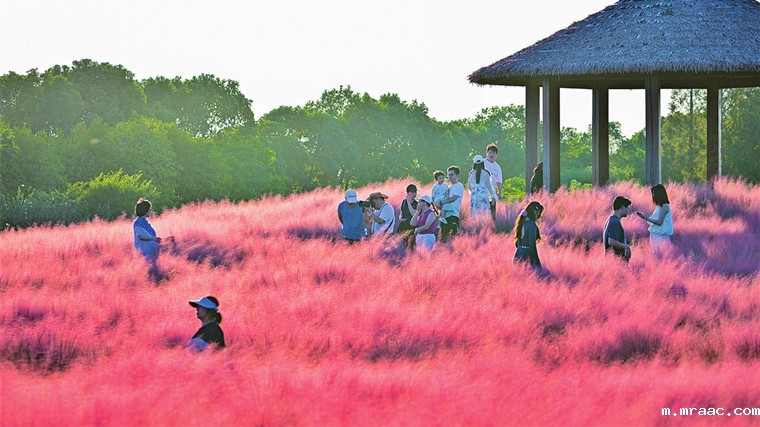 昆山淀山湖花海公园80亩粉黛乱子草绽放