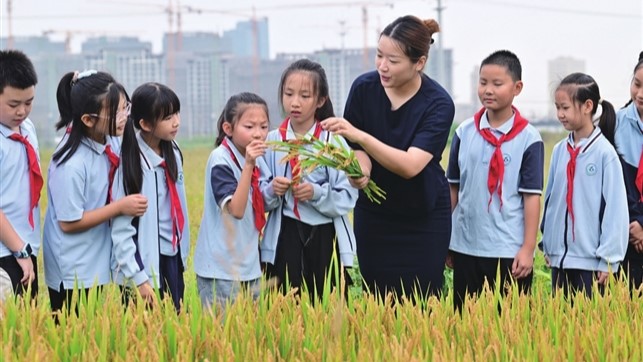 小学师生走进稻田了解水稻生长相关知识
