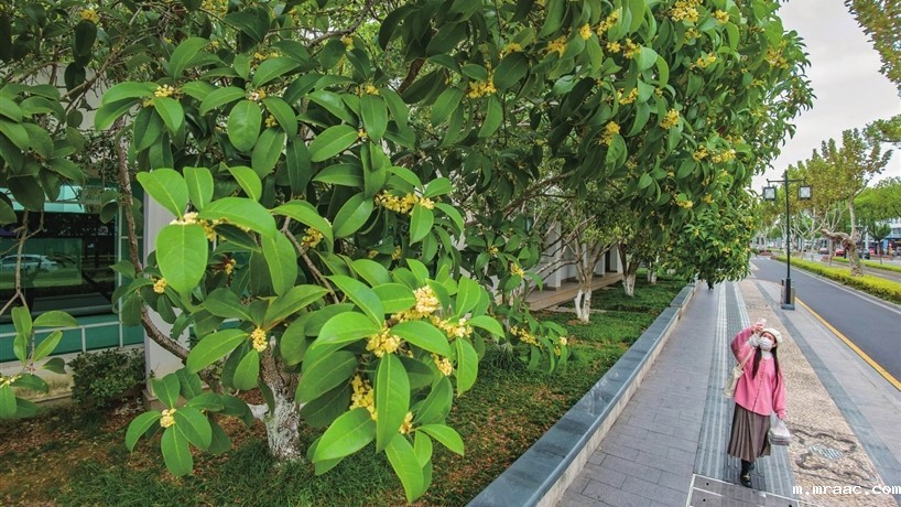 苏州图书馆门前的桂花悄然绽放