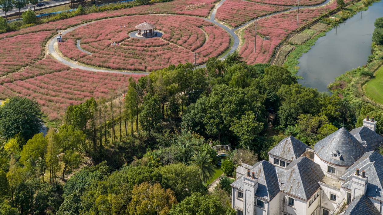昆山淀山湖花海公园吸引游客打卡