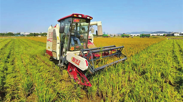 吴中区光福镇枫浜村 收割机奏响稻田丰收曲