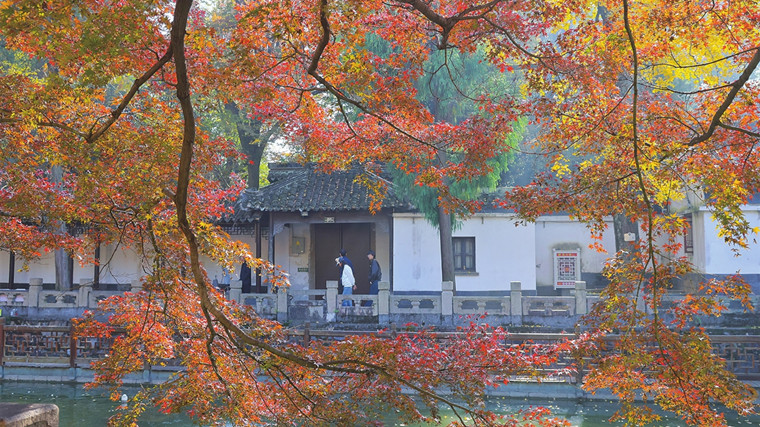 兴福寺红枫似火 游人沉醉其中