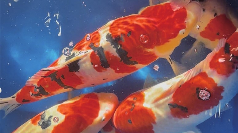 首届苏信“挑战杯”锦鲤拍卖会展开角逐