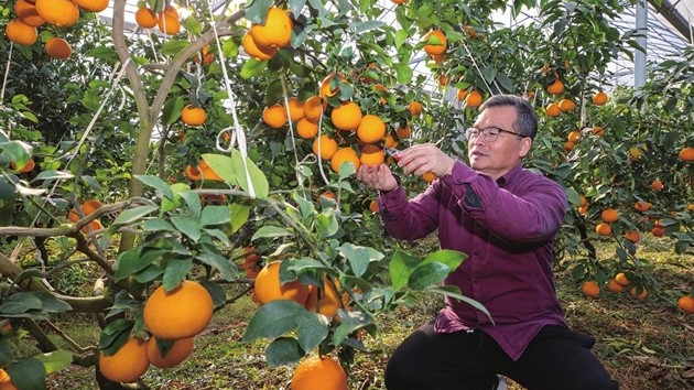 “红美人”柑橘喜获丰收